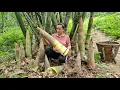 Download Lagu Harvesting Giant Bamboo Shoots / Preservation Process - Lý Thị Ca