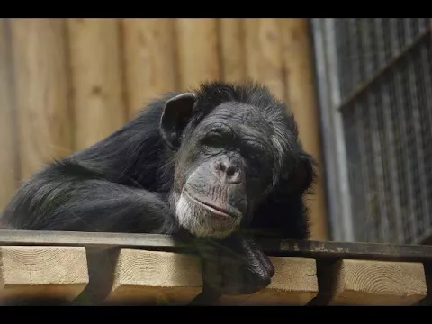 Download MP3 Chimpanzé  - singe - Des Animaux