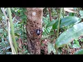 wild bees flying at tree in the forest/kumbang liar