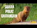 Download Lagu suara pikat garangan 1 jam