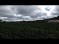 Guatemala Farm