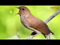 Download Lagu nightingale sound|animal sounds|#animalsounds|nightingale ringtone|animal sounds ringtones|Red Foxx