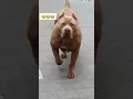 Download Lagu Esse cachorro é perigoso😢😂