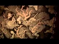 Gay Travel Japan - Kyoto Part