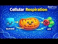Cellular Respiration