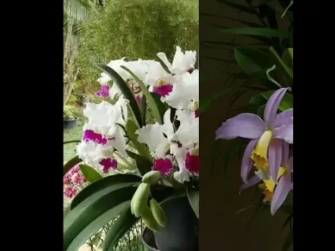 VARIEDADES EXISTENTES DE ORQUÍDEAS!!