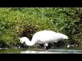 Download Lagu Lepelaar Foeragerend (Spoonbill foraging)