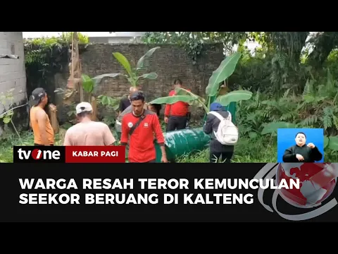 Ngeri! Beruang Madu di Kalteng Teror Warga
