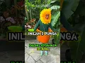 Lagu Inilah 3 bunga paling berbahaya di dunia #shorts #bunga #faktaunik #denram04