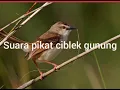 Download Lagu suara pikat burung ciblek gunung ampuh,,