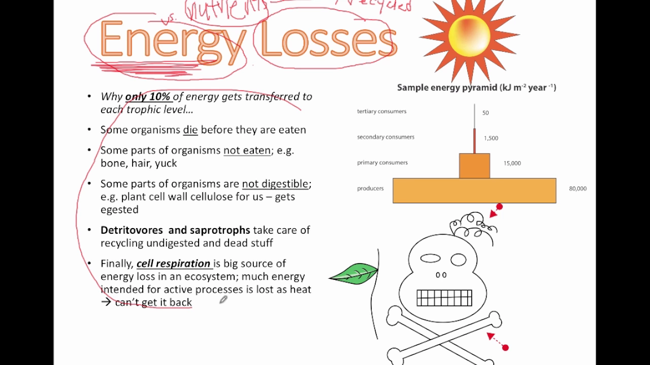 Cover image for Energy Flow in Ecosystems: Understanding Loss and Replacement