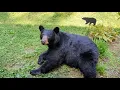 Bear Ruby A Friday Visit - Part