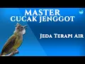 Download Lagu MASTER CUCAK JENGGOT (jeda terapi air)