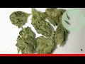 Hell S Og - All About This Strain