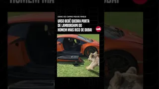 Urso bebê quebra porta de Lamborghini de homem mais rico de Dubai #shorts