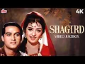 Download Lagu SHAGIRD 1967 Full Album JukeBox | Dil Wil Pyar Wyar | Woh Hai Zara Khafa | Joy Mukherjee, Saira Banu
