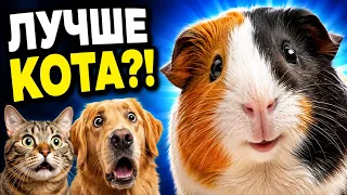 Не хочешь кота или собаку? Вот 10 питомцев получше