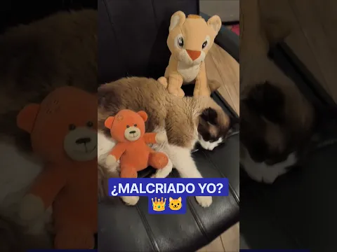 ¿Quién entiende a los papás? 🤔😂 #gatitos #humor #shorts
