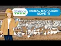 Animal Migration Move It Science Trek