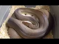 Australian olive python laid eggs
