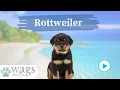 Rottweiler Breed Highlights