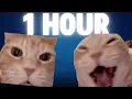 Lagu Cat Laughing meme [ 1 Hour ]