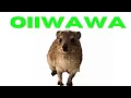 OIIWAWA x Spaul ( Oiia oiia with awawa)
