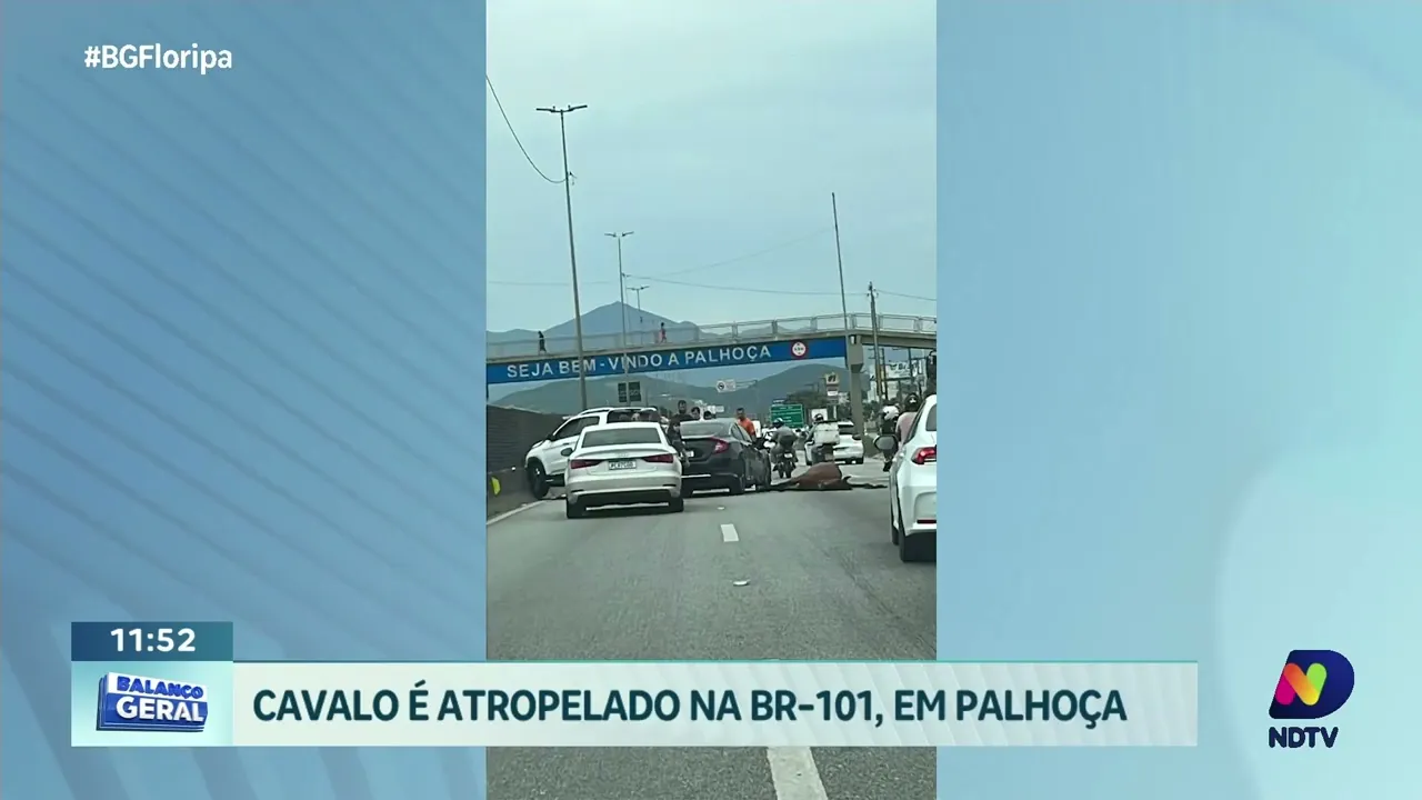 Tragédia na BR-101: cavalo atropelado em Palhoça nesta sexta-feira