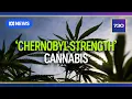 Medicinal cannabis prescribing practices under scrutiny 7 30
