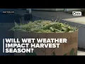 Will wet weather impact harvest season