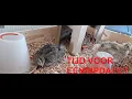 The quail project episode 6: een korte update!!