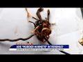 No evidence of murder hornets in Virginia expert says