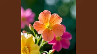 Berdamai Dengan Takdir 