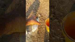 ماهی گیری خرمشهر جزیره مینو۱۴۰۰ ۱۰ ۱۵ 