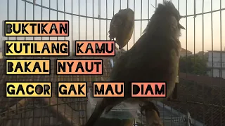 Download Kutilang Gacor Materi Prenjak , Suara Ngetir Picek Picek ... MP3