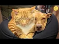 Download Lagu This Cat Was the Dog’s Only Anchor in Fear, And Their Love Was Unbelievable