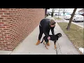 Bailey 1 5 Year Old Collie Mix Off Leash K9 Training Madison