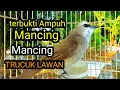 Download Lagu Suara burung trucukan gacor memanggil Lawan pancingan trucuk betina memanggil jantan