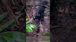 لن تصدق ما فعله قردة الشمبانزي بقرد صغير امسكوا 