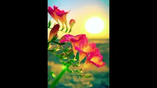 Hare Hadifinio (Island Gospel) 2026🇵🇬🌎🎼🏖️☑️