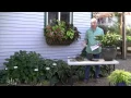 How Late in the Fall Can I Plant Hostas