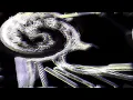 peekaboo (feat. azchike) | Kendrick Lamar, Az Chike (AUDIO VISUALIZER)