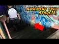 Amazing Basement Fish Store in Melbourne Australia
