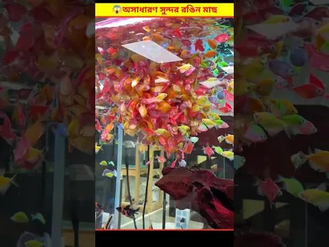 😱 বাচ্চাগুলো একুরিয়ামের মাছ নিয়ে কোথায় ছুটে যাচ্ছে | Aquarium Fish Bangla