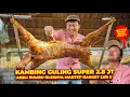 Download Lagu SATU SATUNYA WARUNG SATE KAMBING YG PUNYA MENU INGKUNG KAMBING! SATE KAMBING MUDA LEMBAH BOKO KLATEN