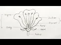 How to draw longitudinal section of flower step by step Parts of flower How to labelling a flower