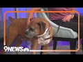 Carlton seeks forever home Boxer available for adoption at Ho-Bo Care Boxer Rescue
