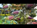 Download Lagu Suara burung punai lengguak...cocok dijadikan suara Pikat...‼️