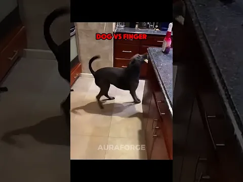 DOGS HATE FINGERS