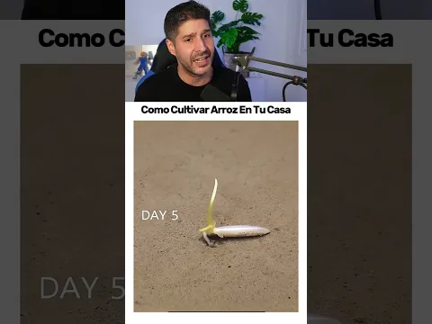 SE PUEDE CULTIVAR ARROZ EN CASA? 🤯🌾